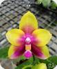 Phal. Miki Mok Choi Bear Queen Feast